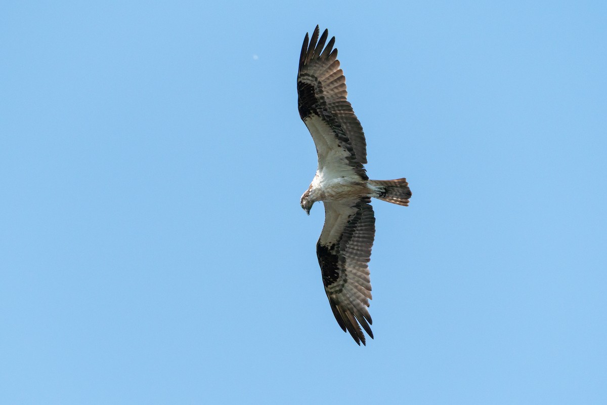 Osprey - ML641404619