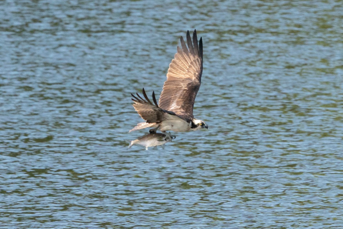 Osprey - ML641404620