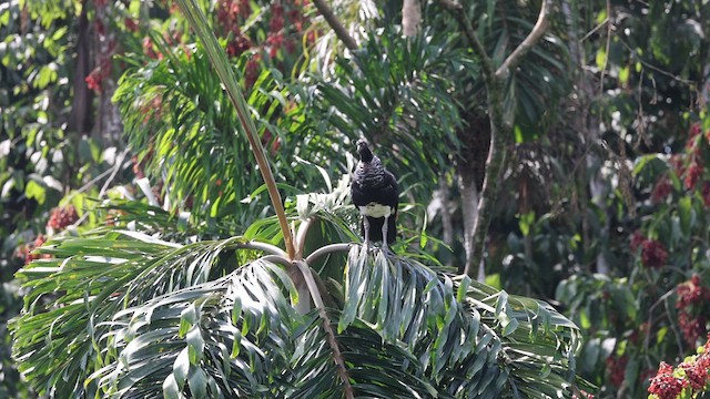 Horned Screamer - ML641404632