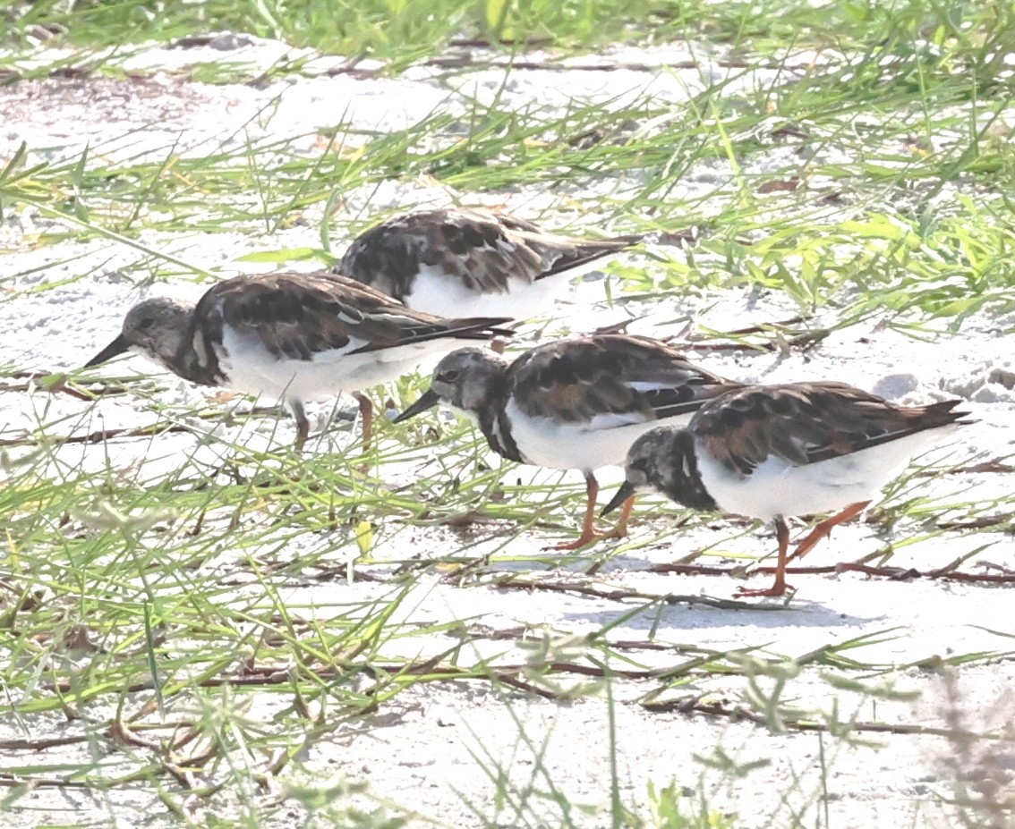 Ruddy Turnstone - ML641404635