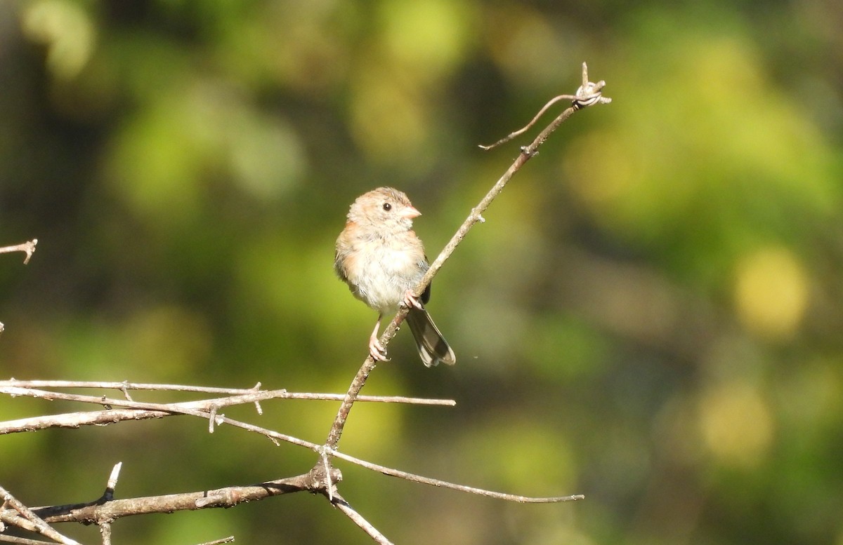 Field Sparrow - ML641404662