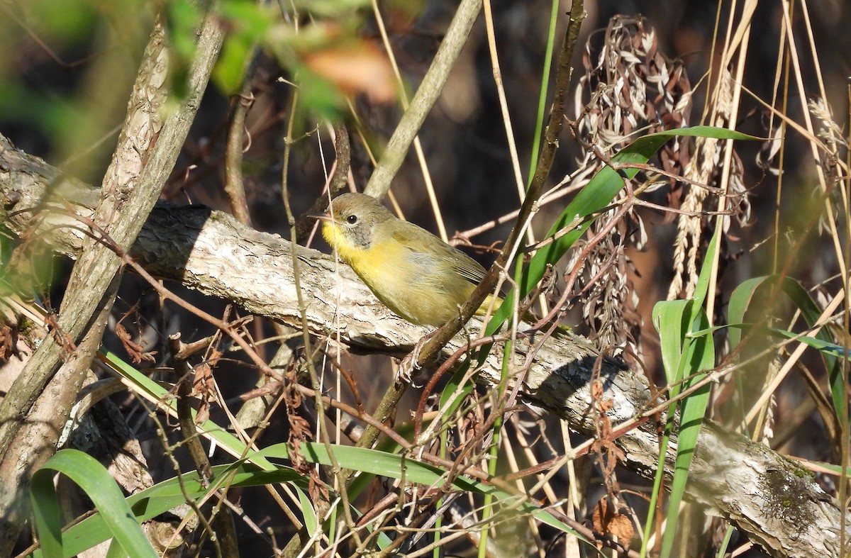 Common Yellowthroat - ML641404678