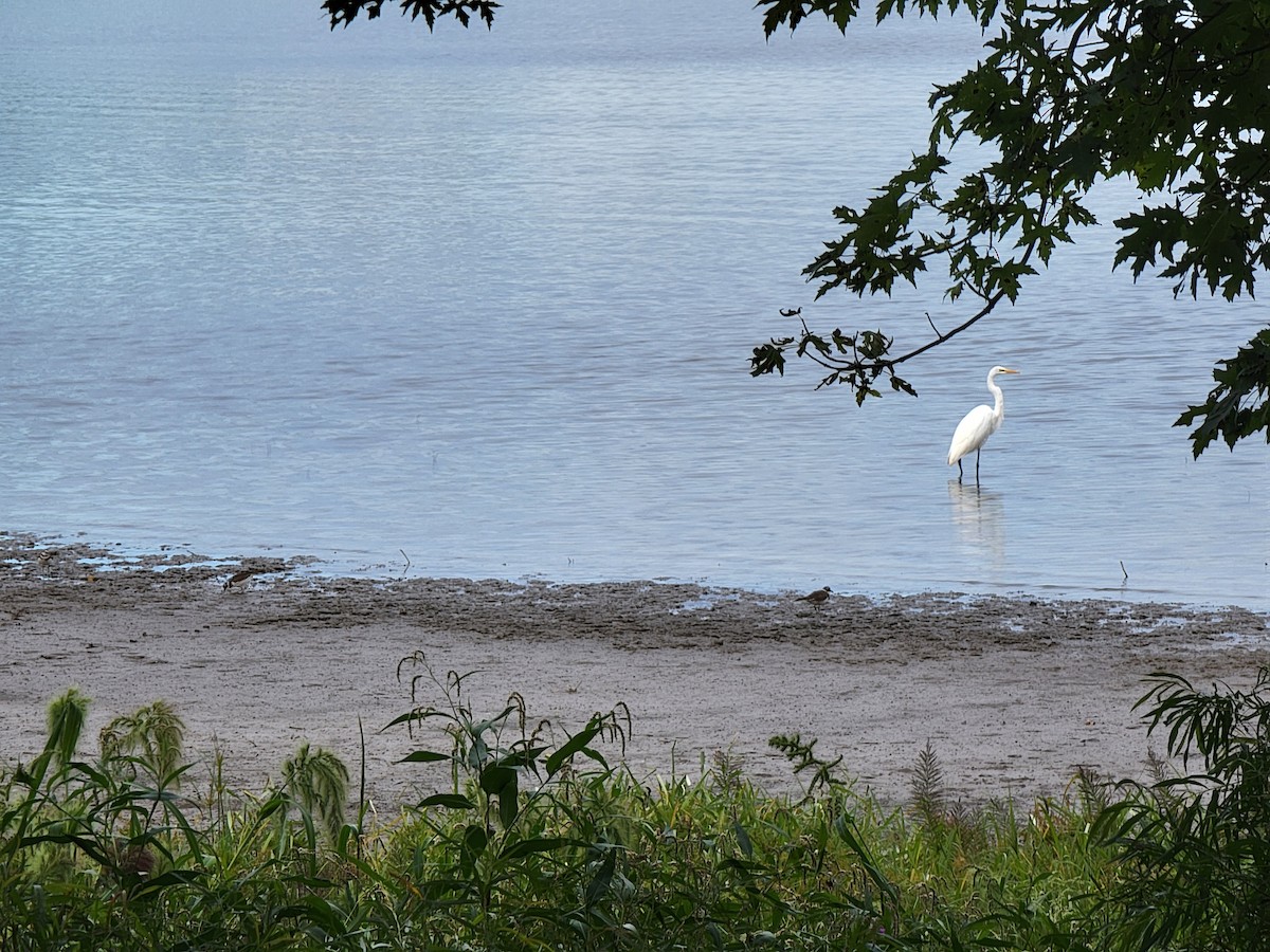 Grande Aigrette - ML641404693