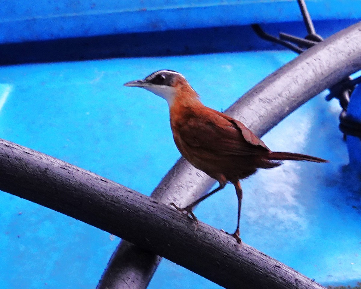 Borneo Ardıçesmeri - ML641404695