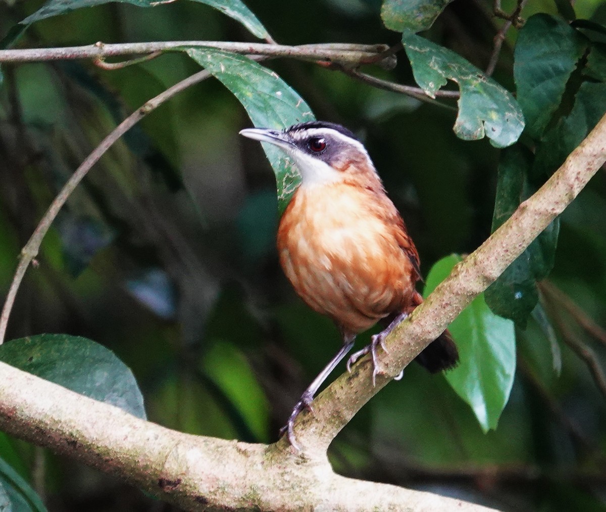 Borneo Ardıçesmeri - ML641404717