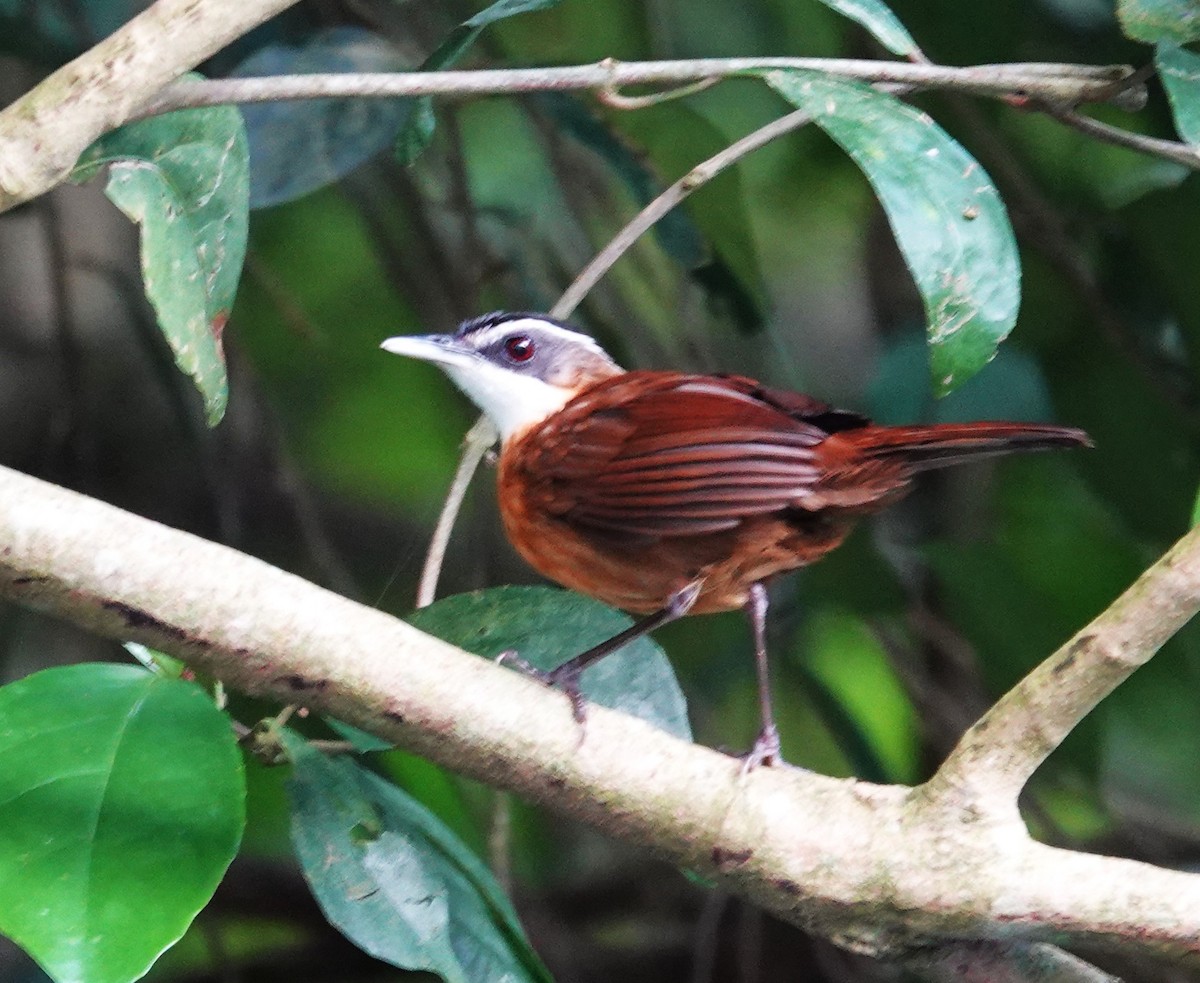 Borneo Ardıçesmeri - ML641404725