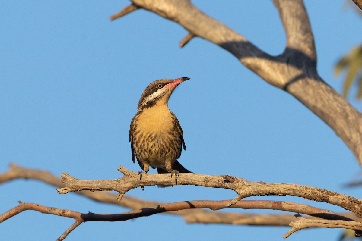 Spiny-cheeked Honeyeater - ML641404837