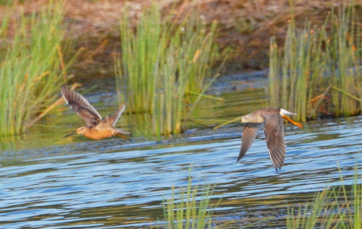 Bécassin à long bec - ML641404862