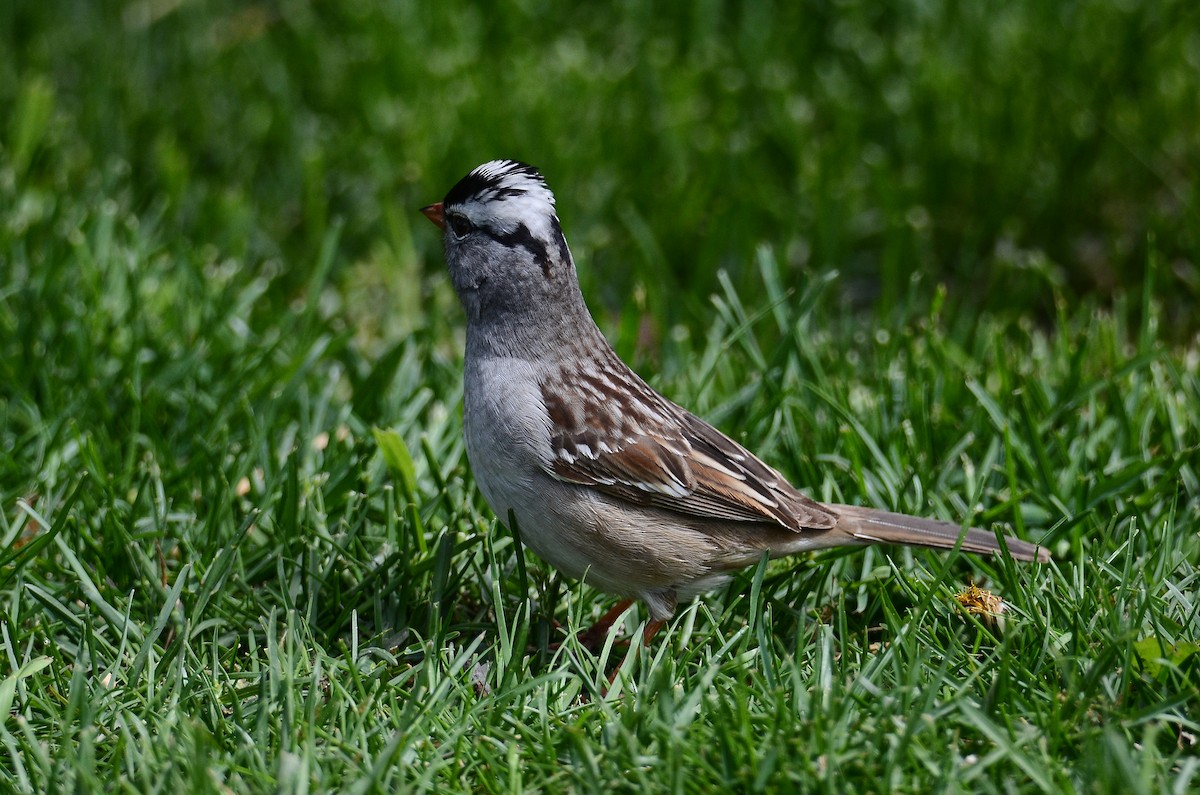 Porsuk Serçesi - ML641404916