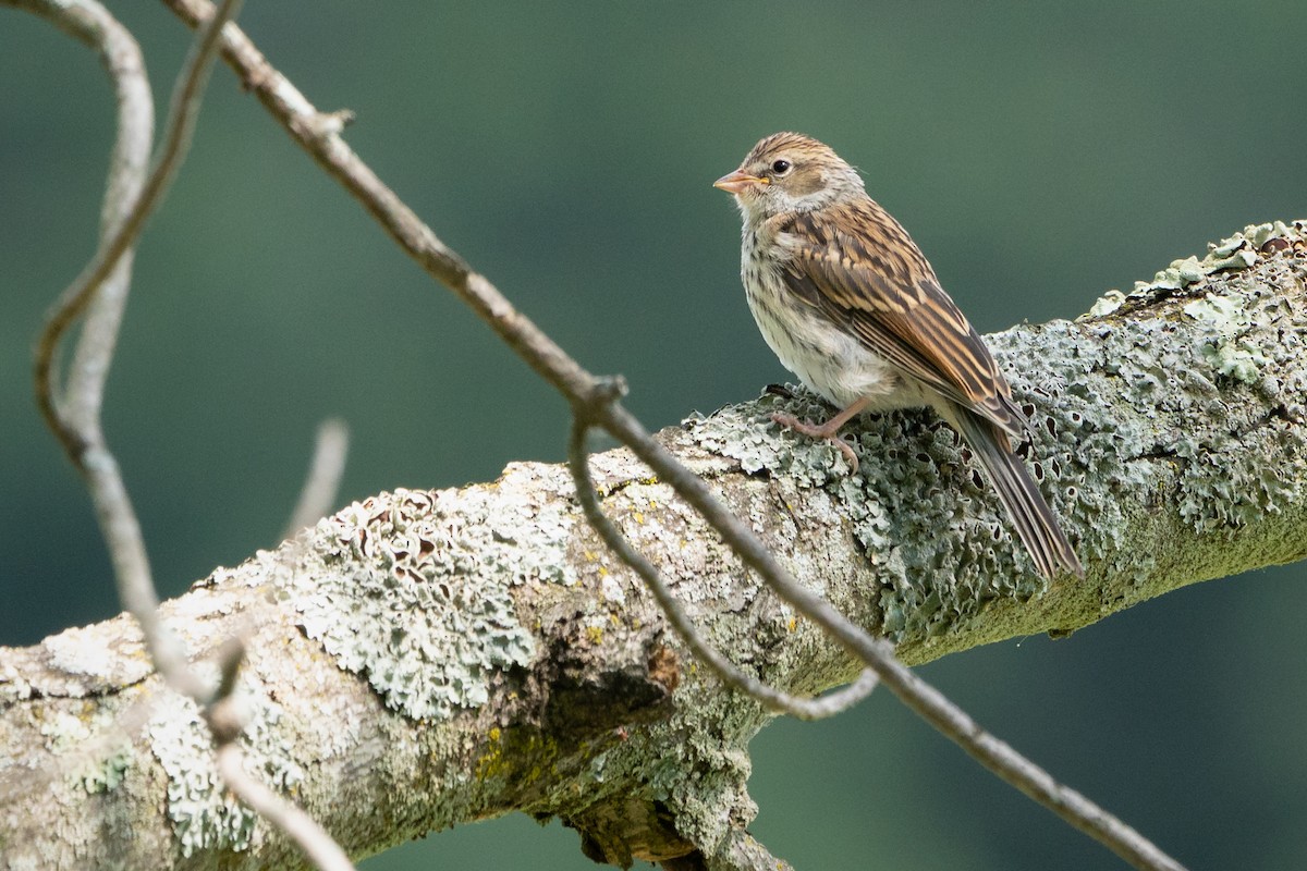 Chipping Sparrow - ML641404918