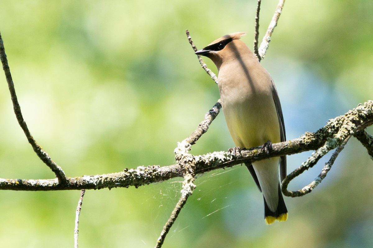 Cedar Waxwing - ML641404924
