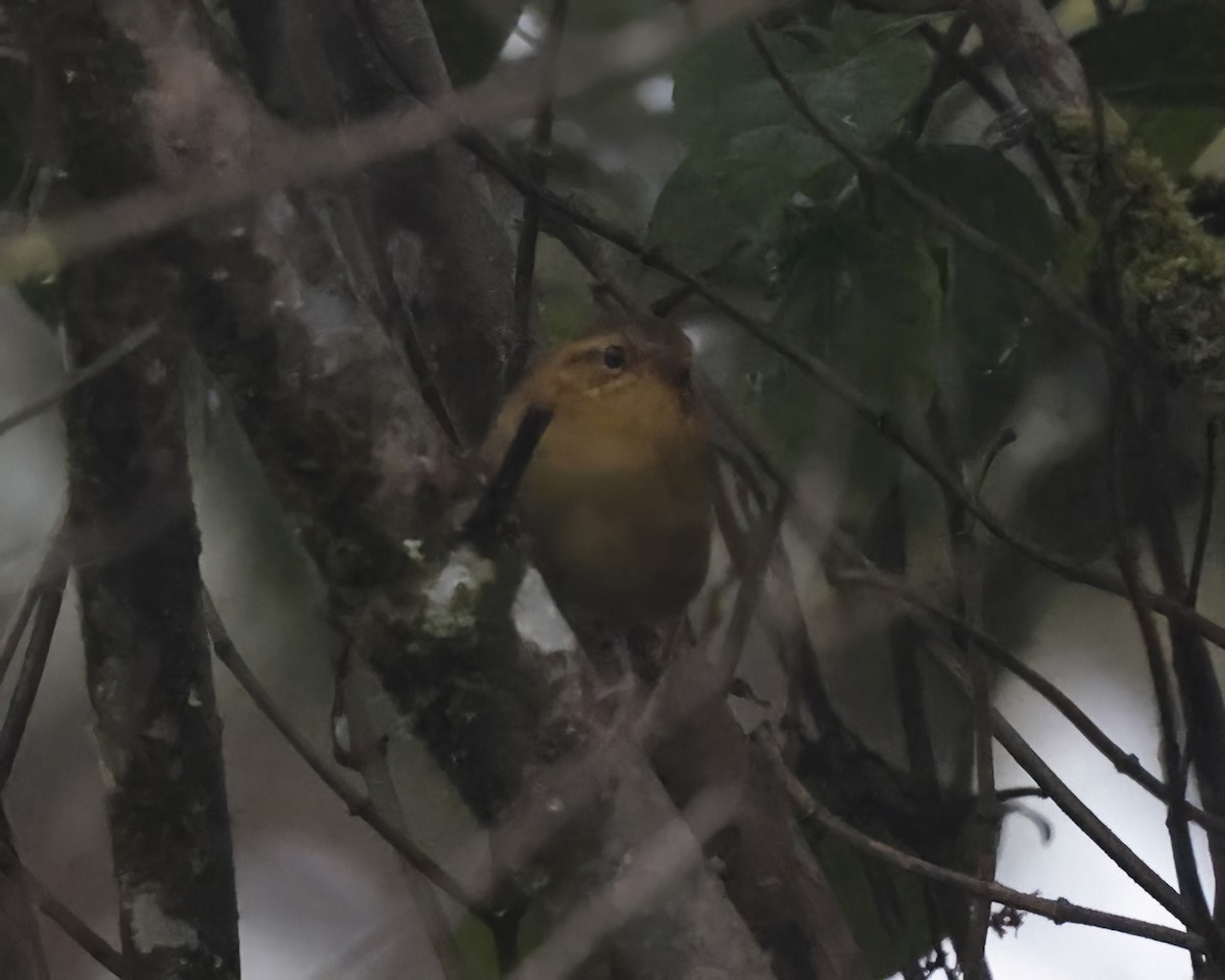 Ochraceous Wren - ML641404926