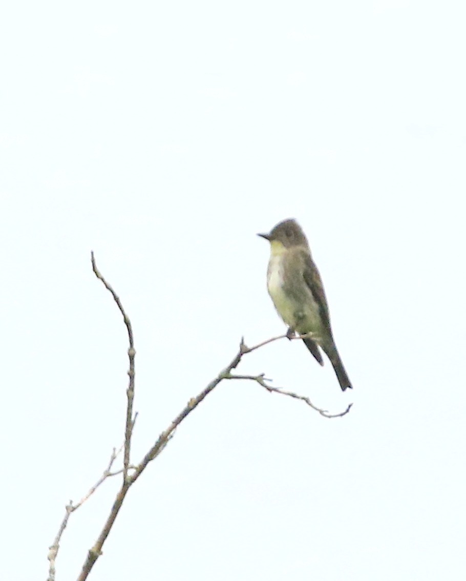 Boreal Sinekkapan - ML641404974