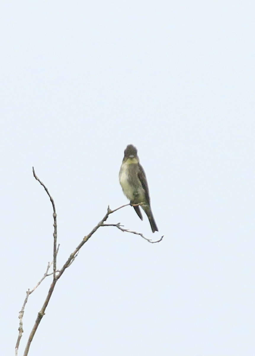 Boreal Sinekkapan - ML641404976