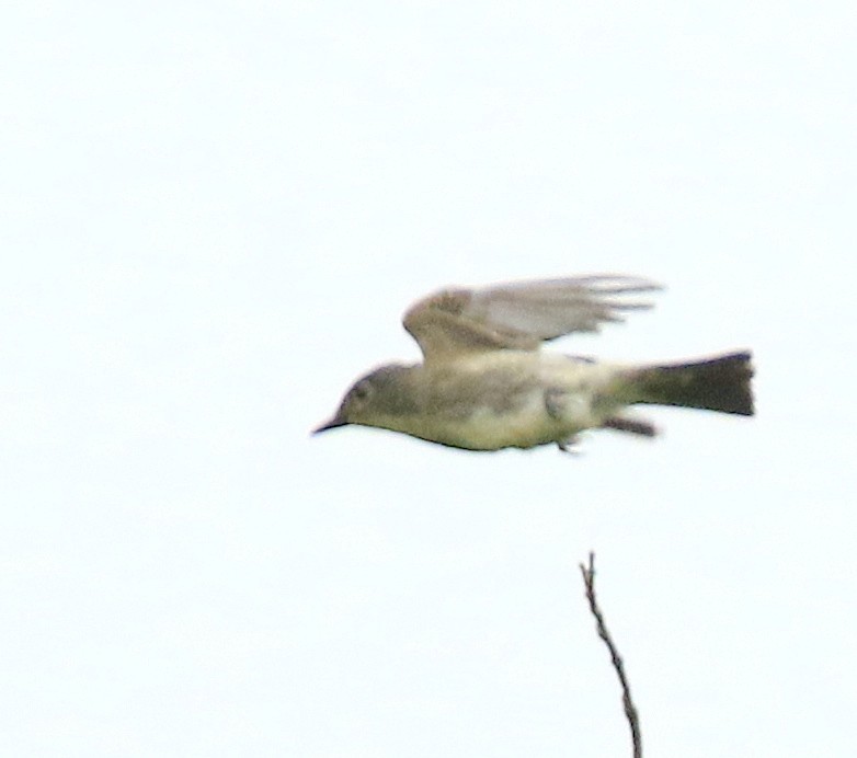 Boreal Sinekkapan - ML641404977