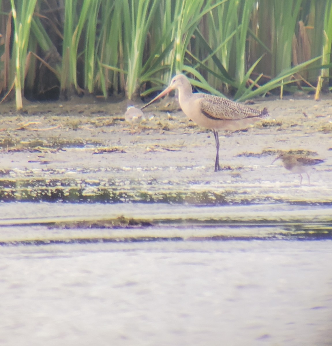 Marbled Godwit - ML641404989
