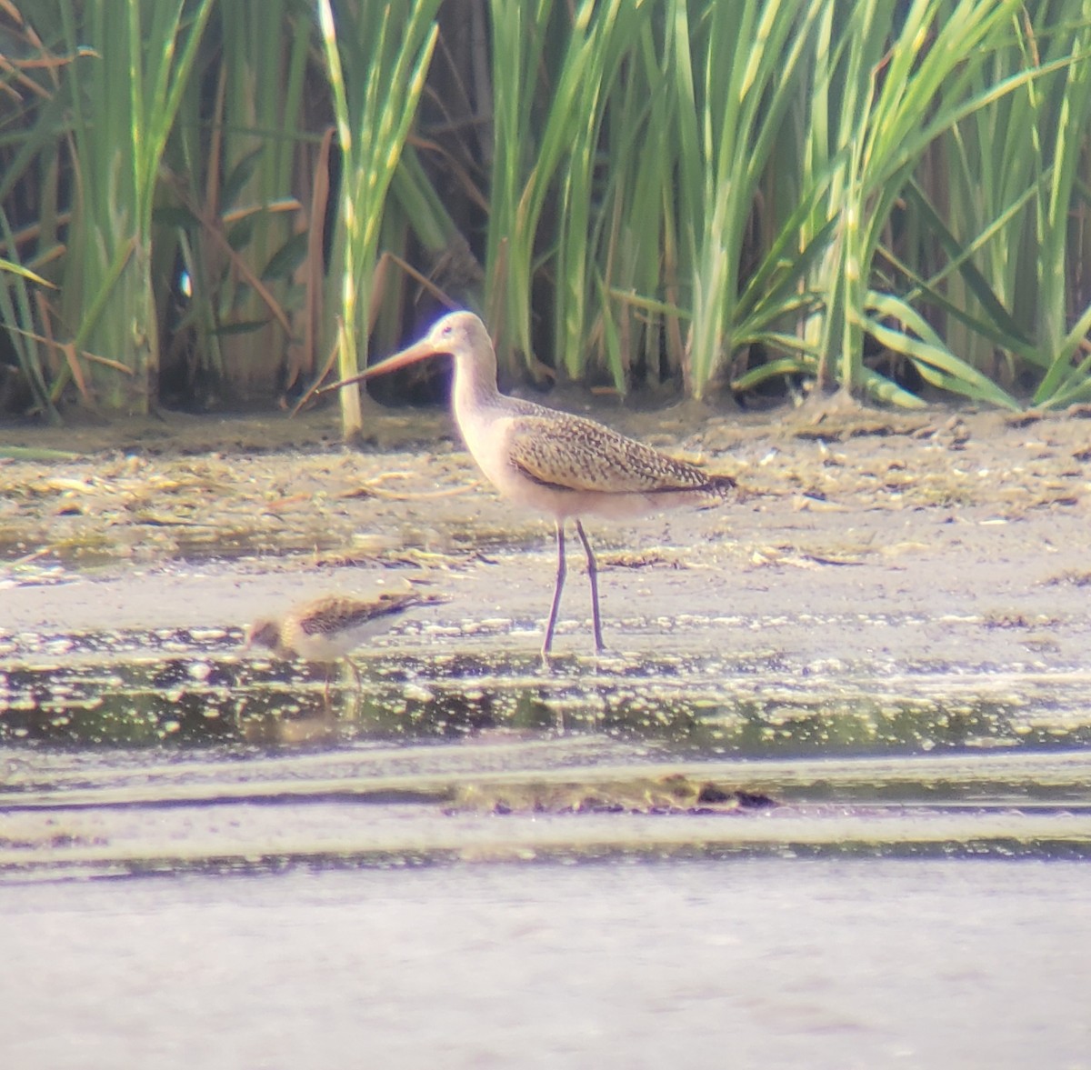 Marbled Godwit - ML641404990