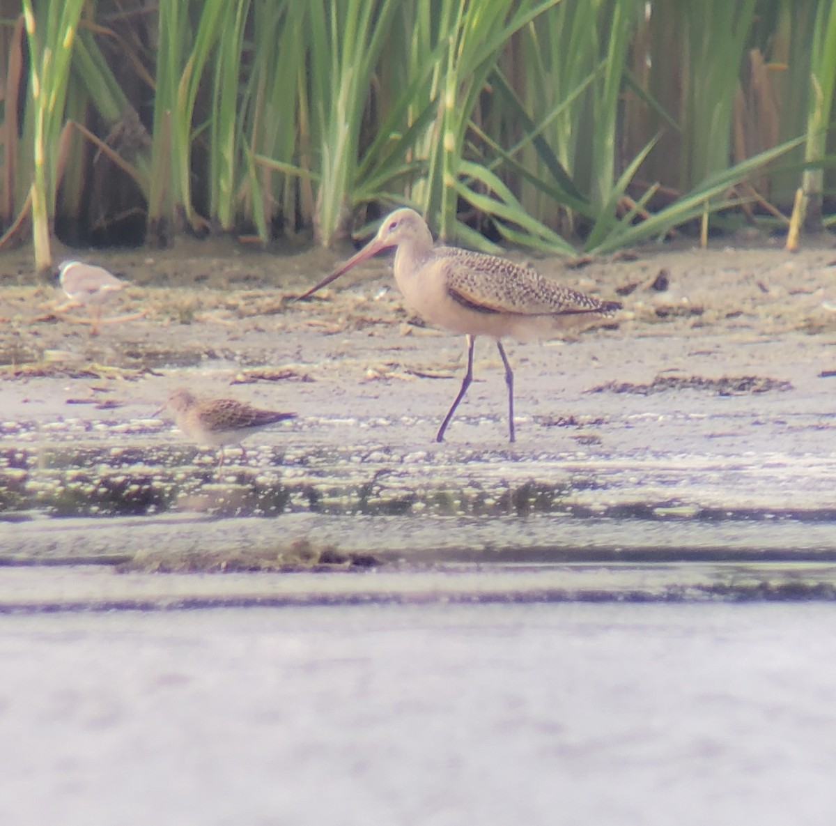 Marbled Godwit - ML641404991