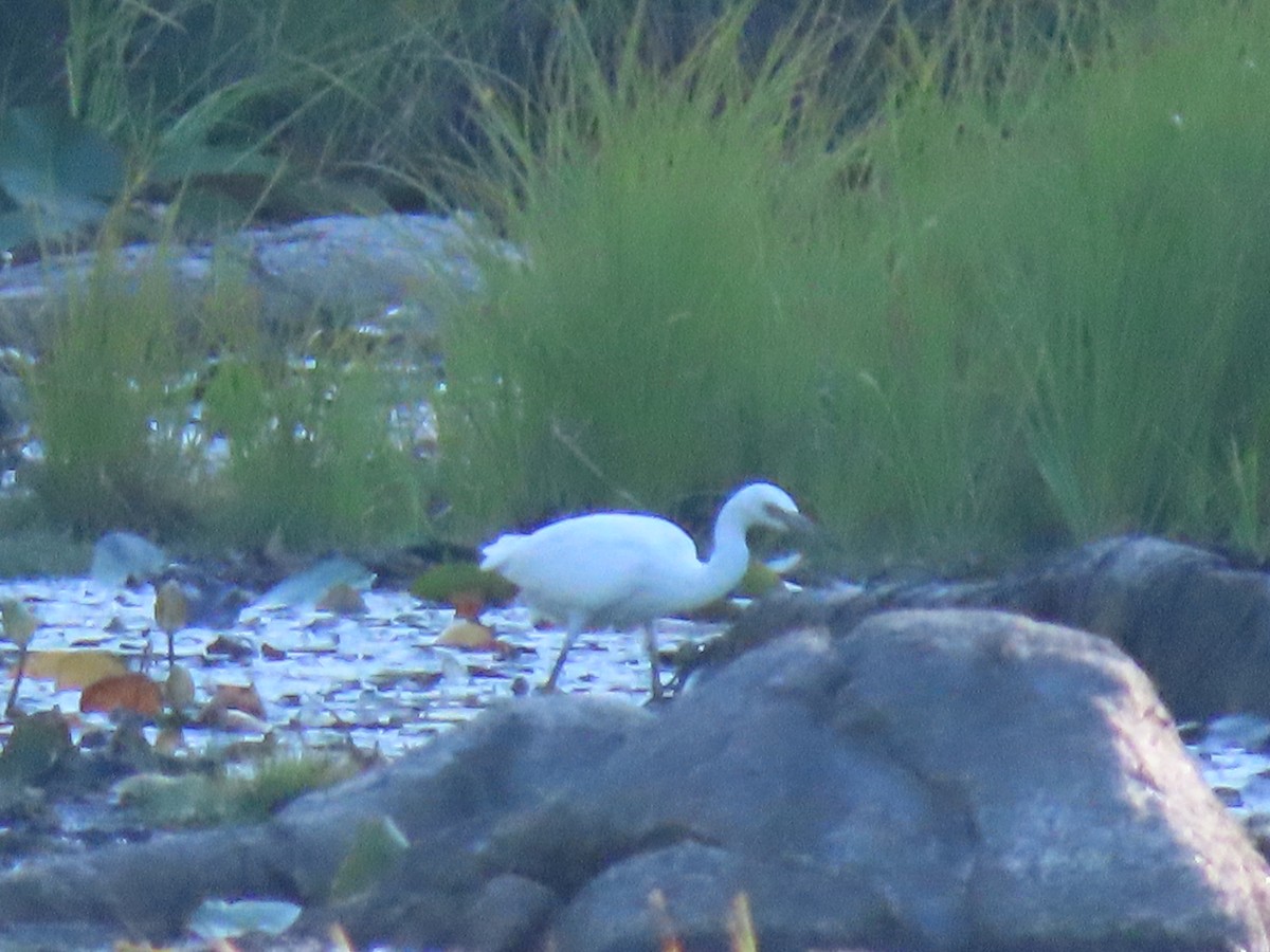 Snowy Egret - ML641404994
