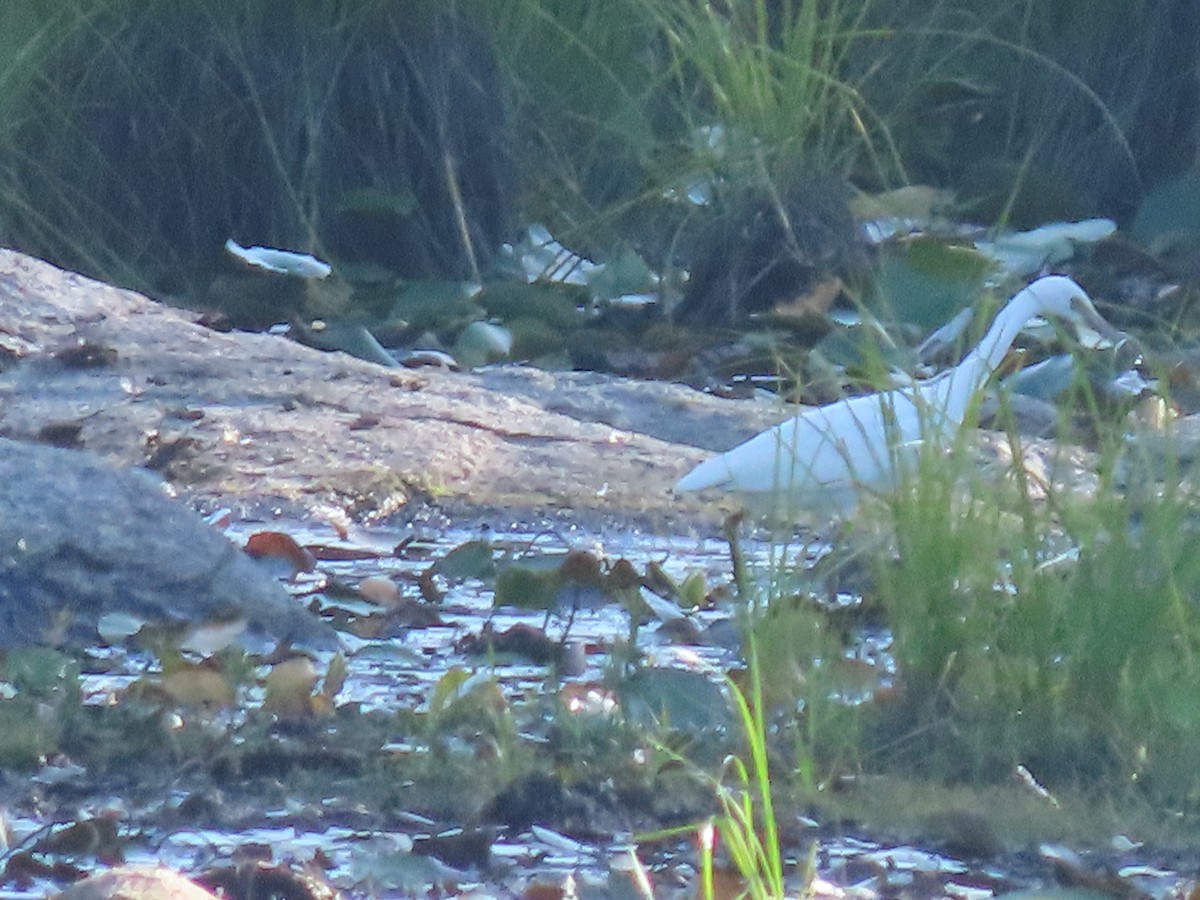 Snowy Egret - ML641404996