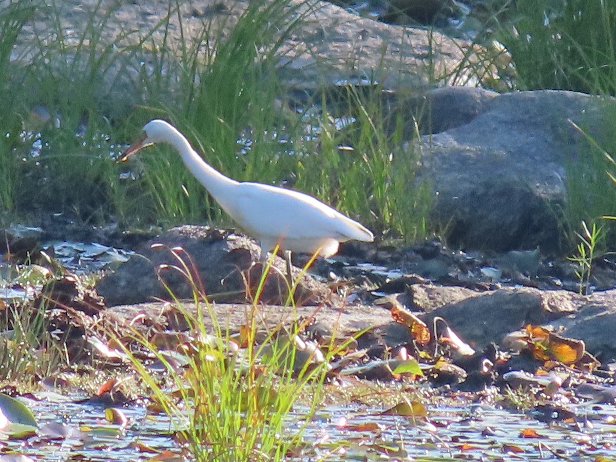 Snowy Egret - ML641404998