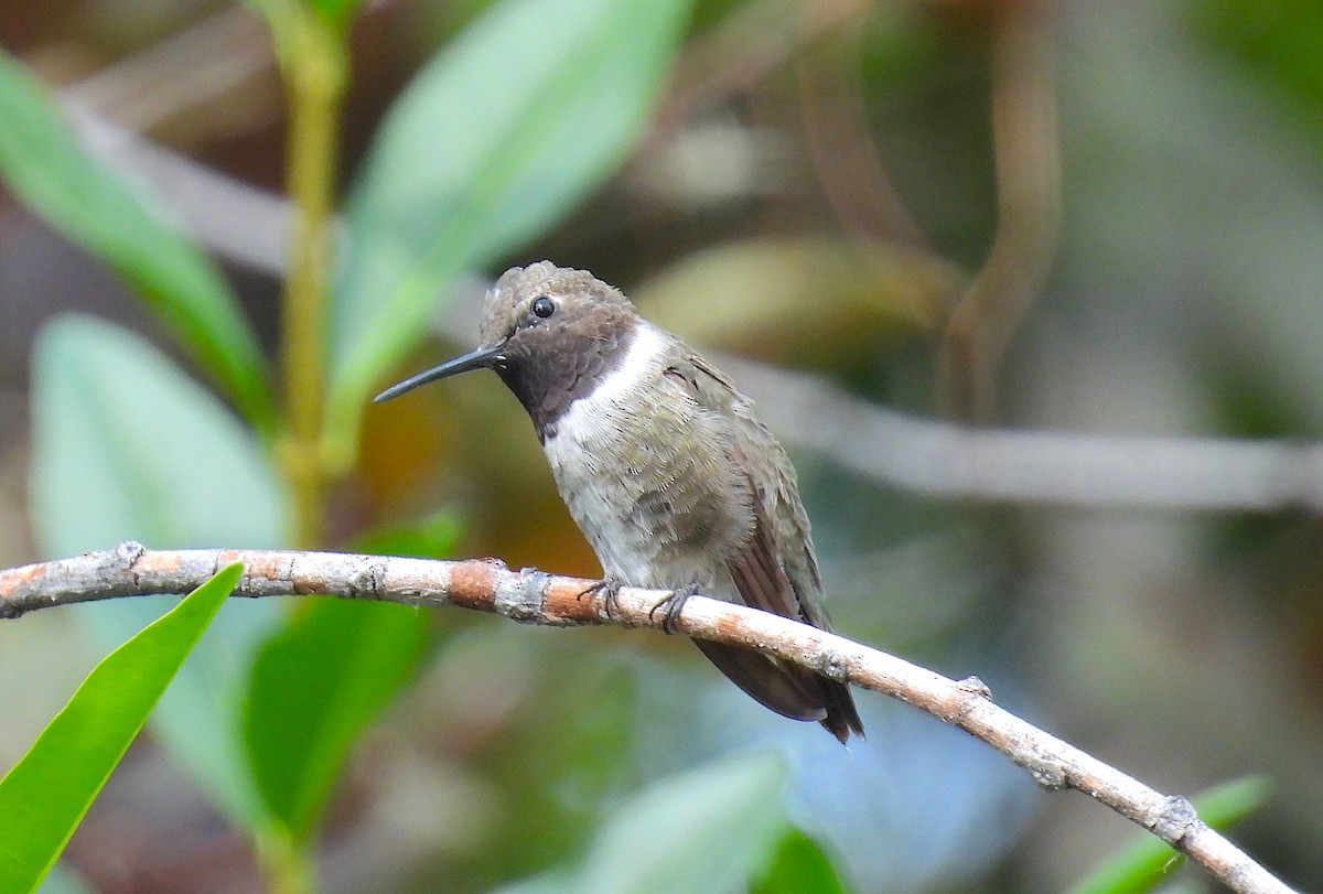 Black-chinned Hummingbird - ML641405000