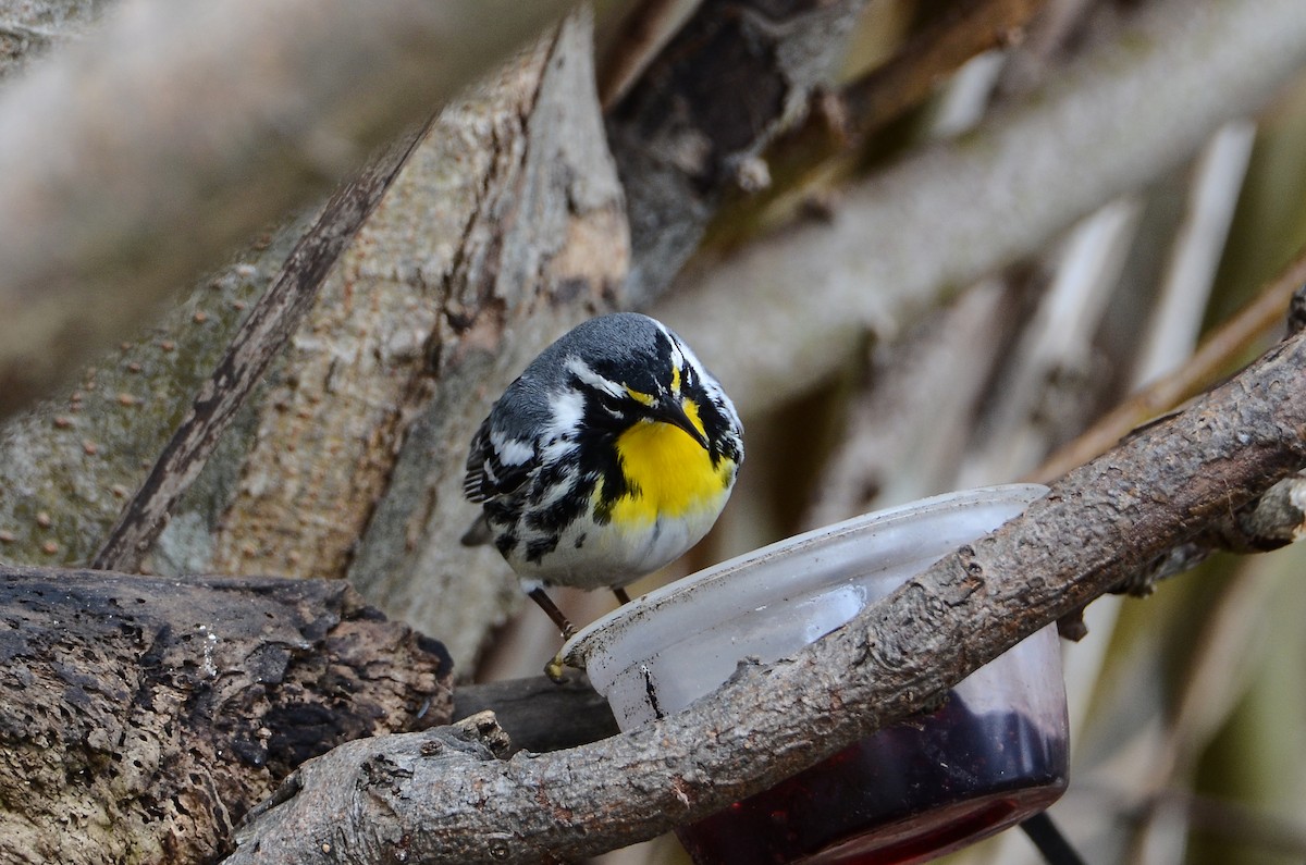 Yellow-throated Warbler - ML641405002