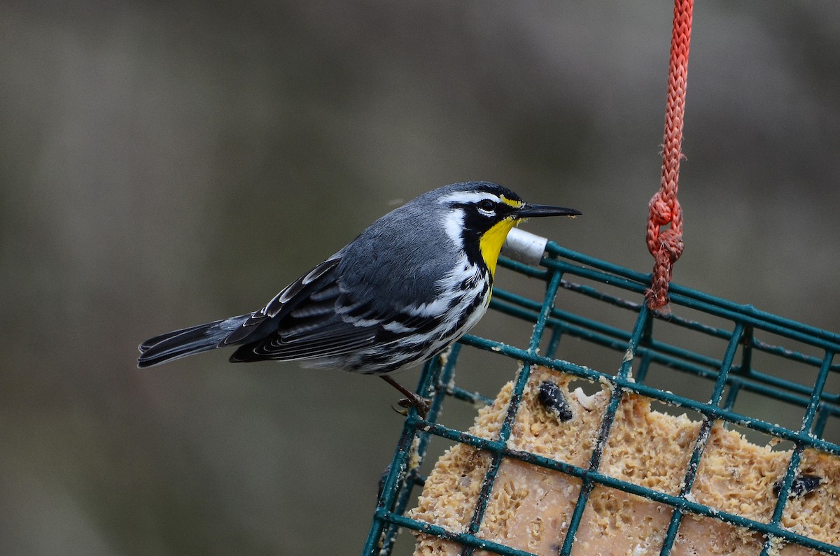 Yellow-throated Warbler - ML641405003