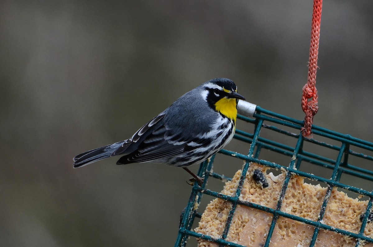 Yellow-throated Warbler - ML641405004