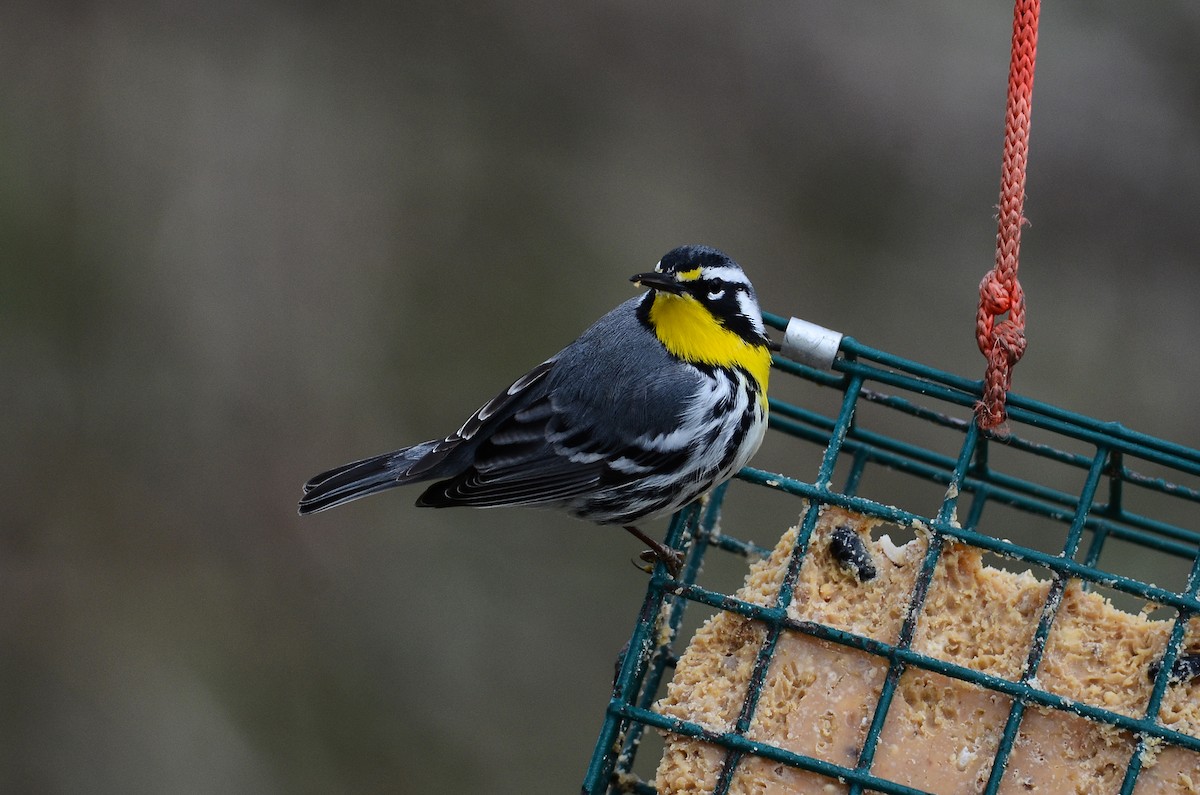 Yellow-throated Warbler - ML641405005
