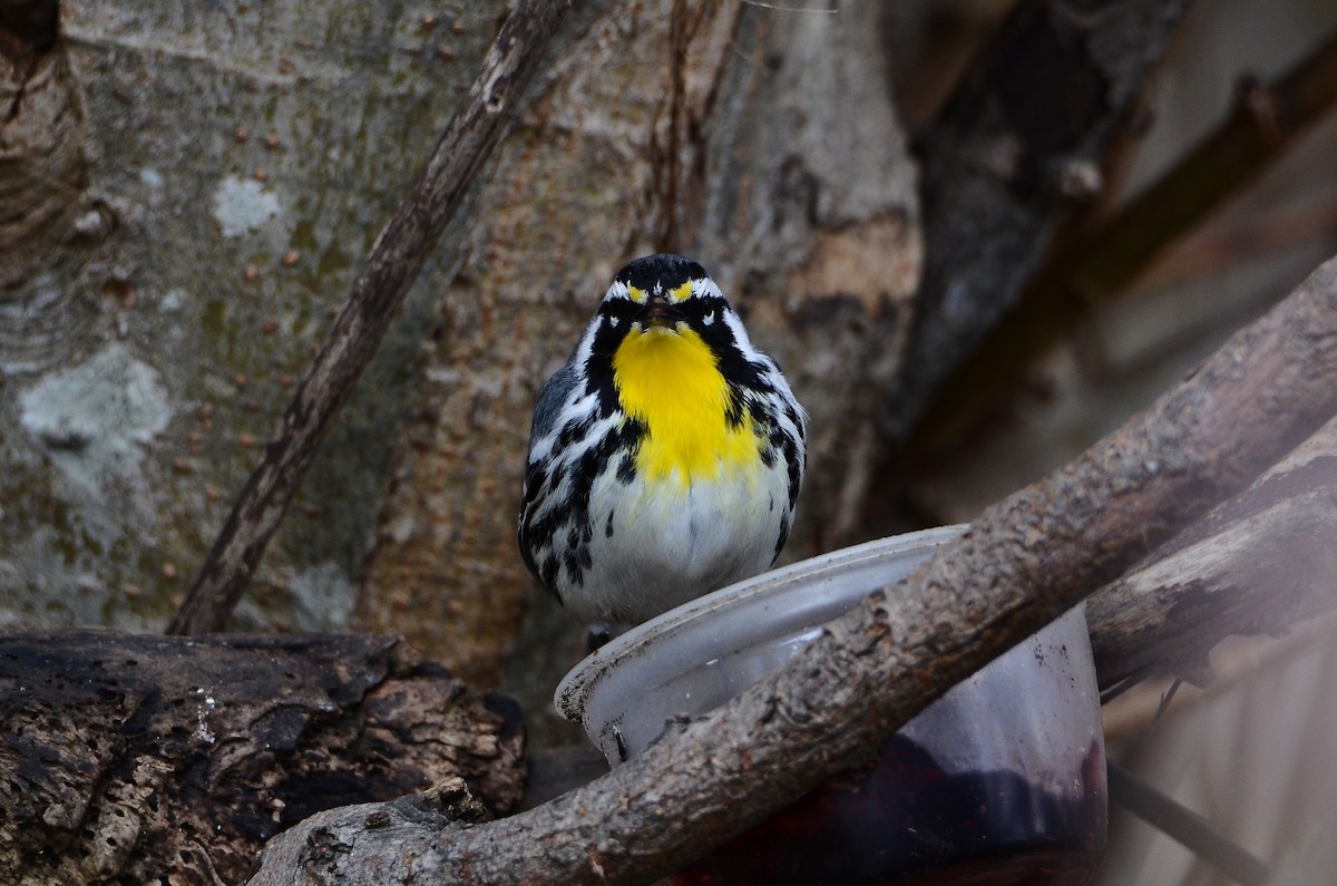 Yellow-throated Warbler - ML641405006