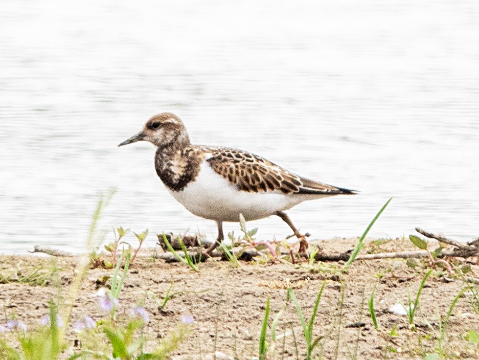 Ruddy Turnstone - ML641405019