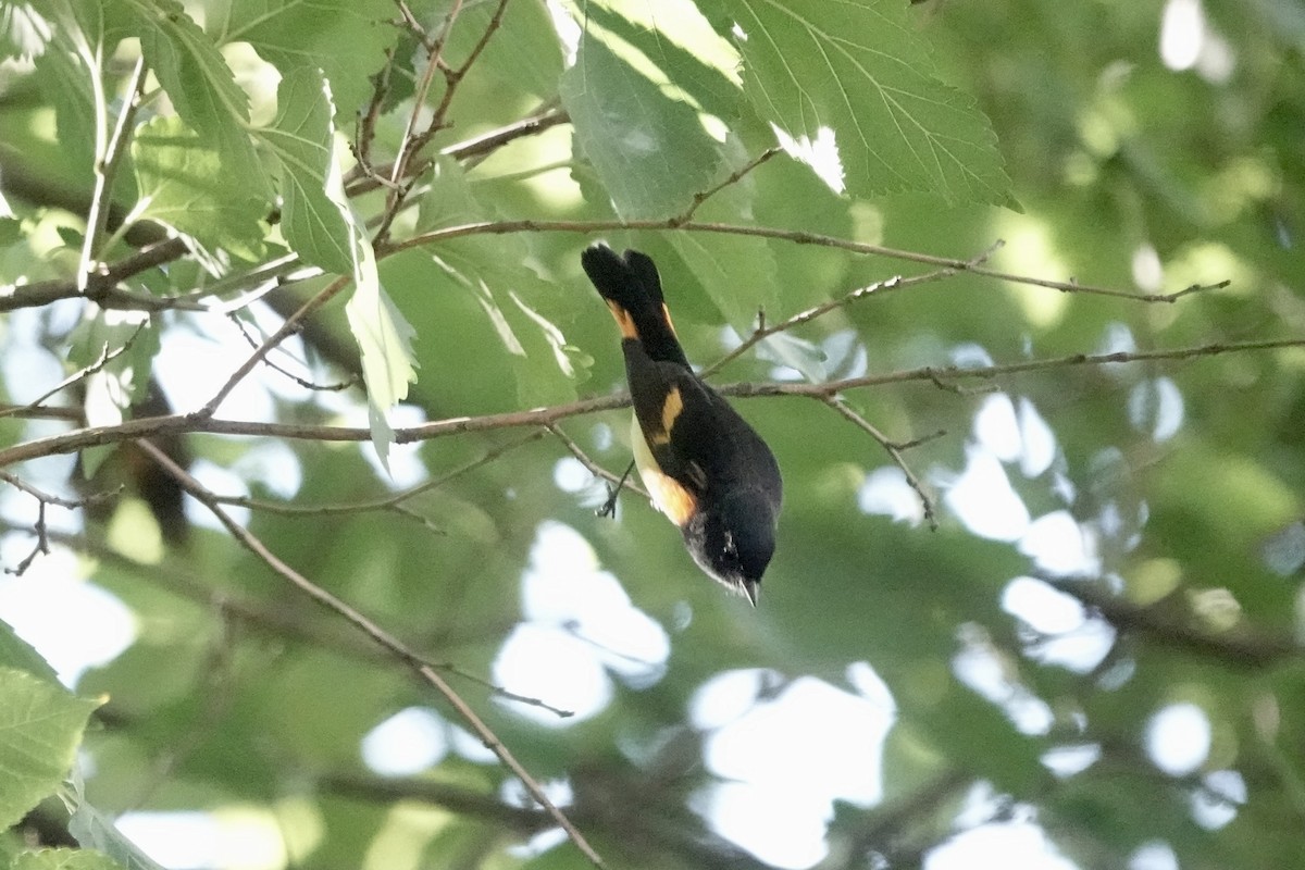 American Redstart - ML641405028