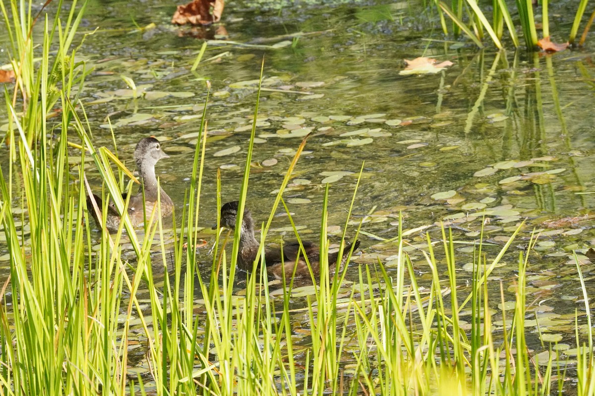 Wood Duck - ML641405031