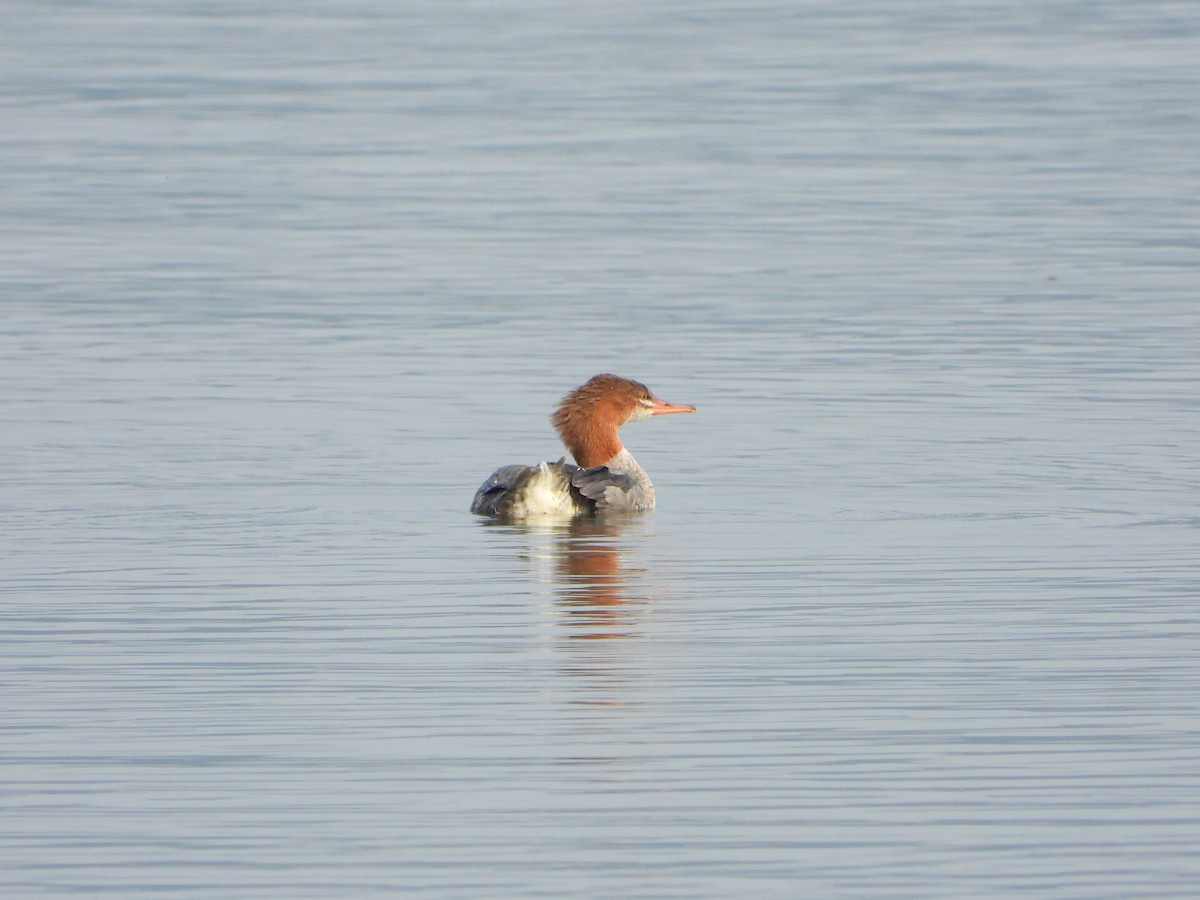 Common Merganser - ML641405034