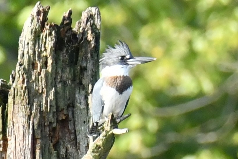 Belted Kingfisher - ML641405037