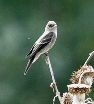 Western Wood-Pewee - ML641405038