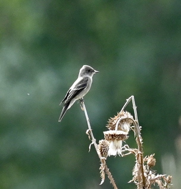 Western Wood-Pewee - ML641405039