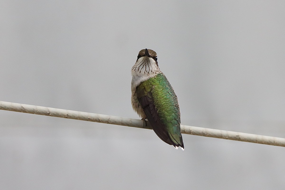 Ruby-throated Hummingbird - ML641405040