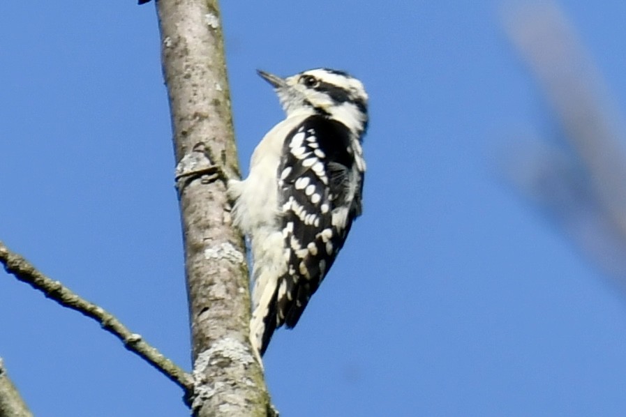 Downy Woodpecker - ML641405041