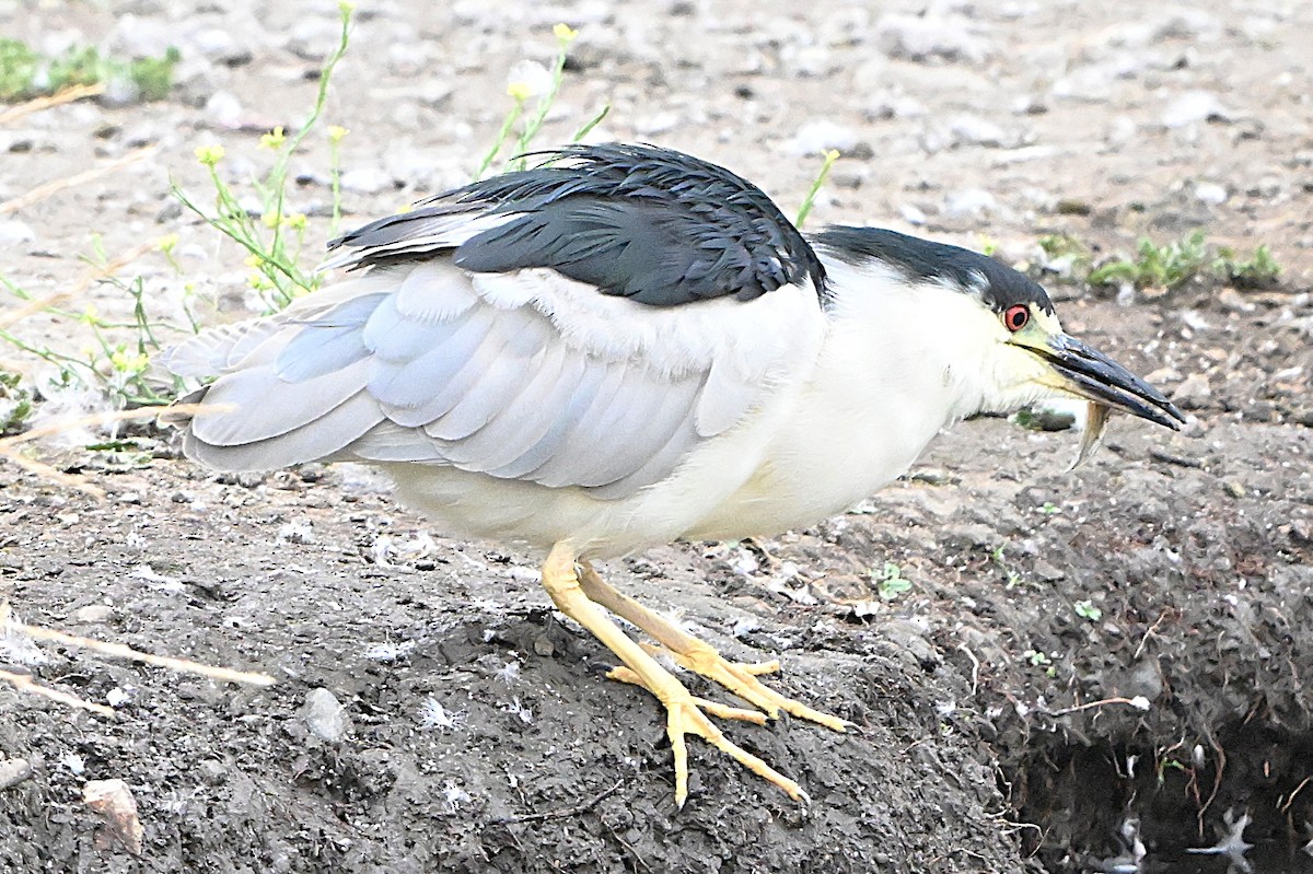 Black-crowned Night Heron - ML641405042