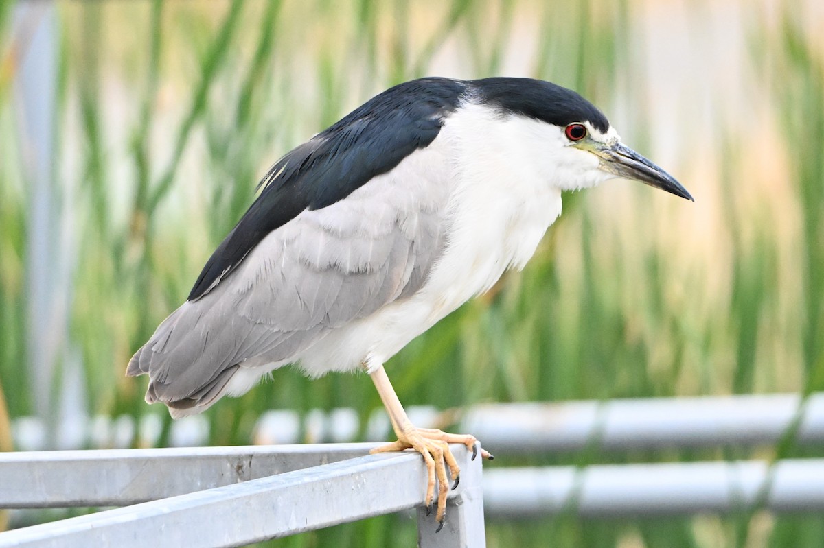 Black-crowned Night Heron - ML641405043