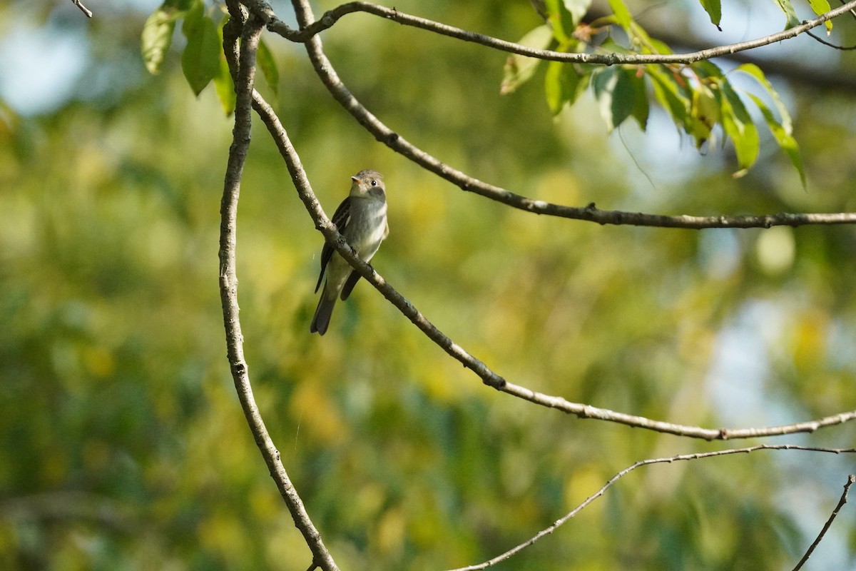 Eastern Wood-Pewee - ML641405045