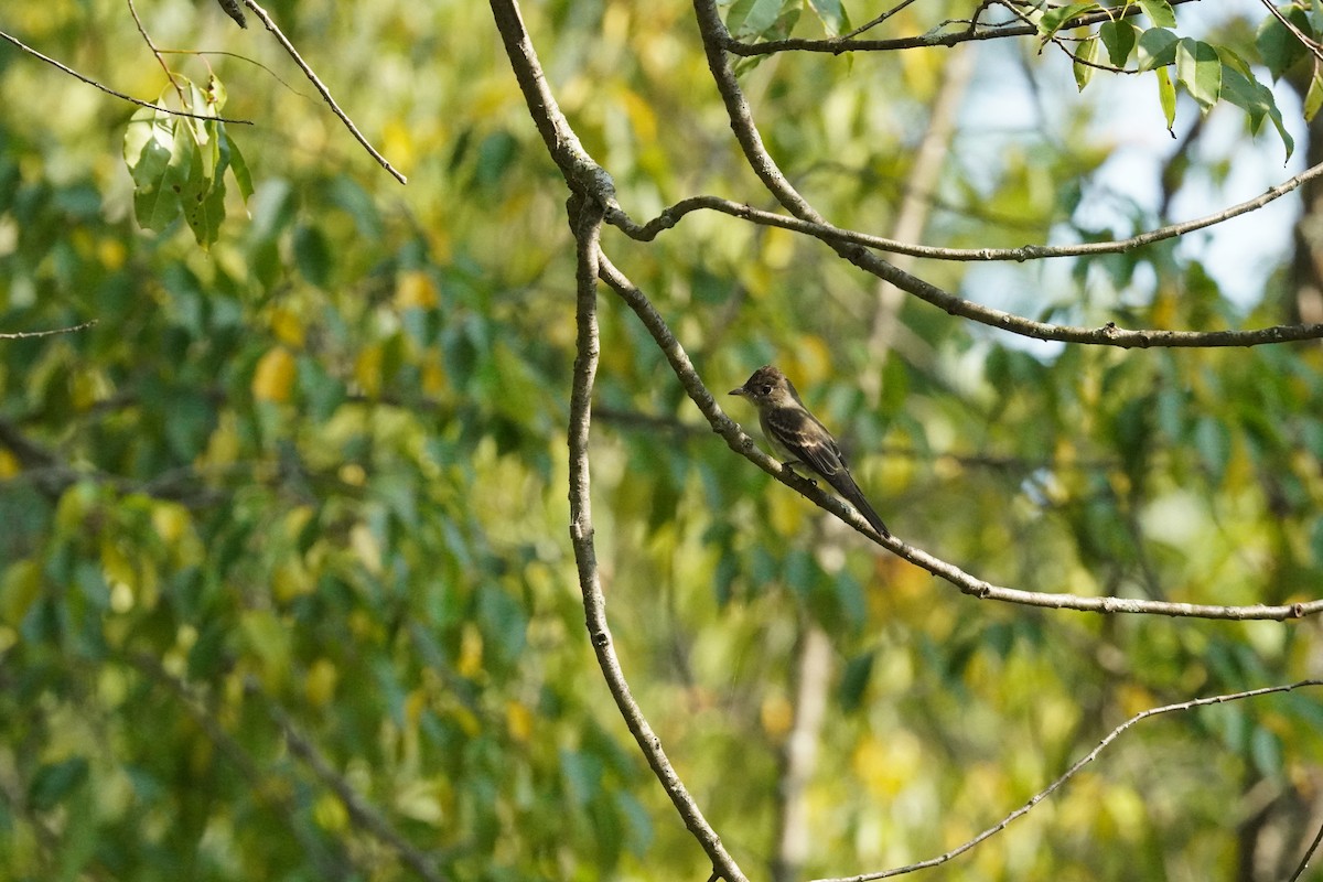 Eastern Wood-Pewee - ML641405047