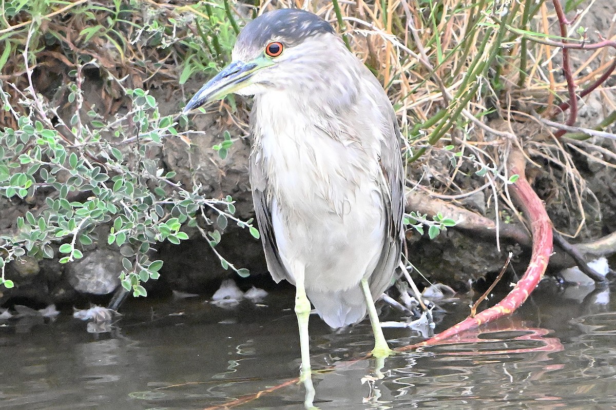 Black-crowned Night Heron - ML641405048