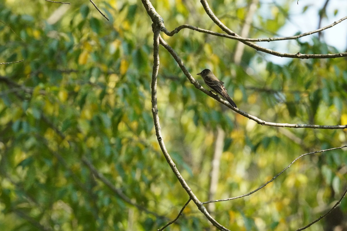 Eastern Wood-Pewee - ML641405049