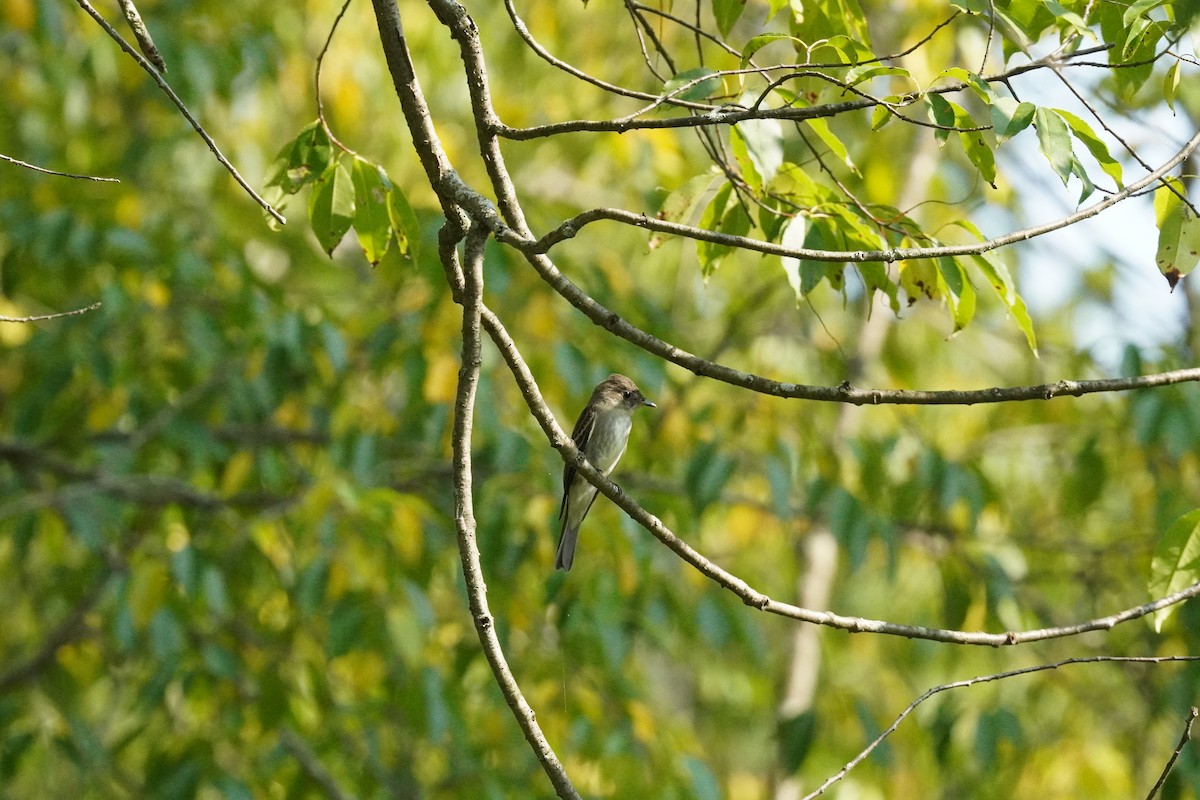 Eastern Wood-Pewee - ML641405050