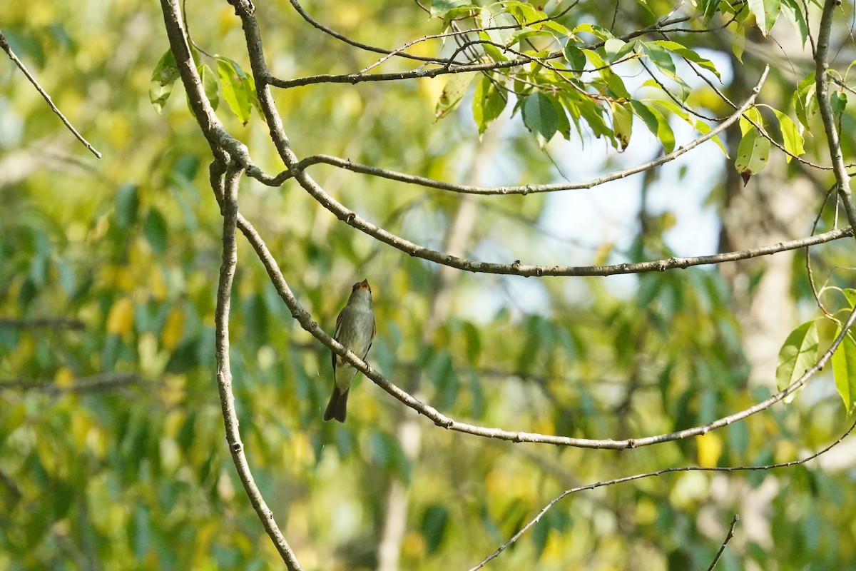 Eastern Wood-Pewee - ML641405051