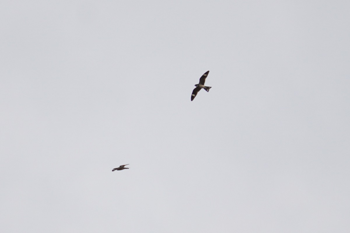 Common Nighthawk - ML641405099