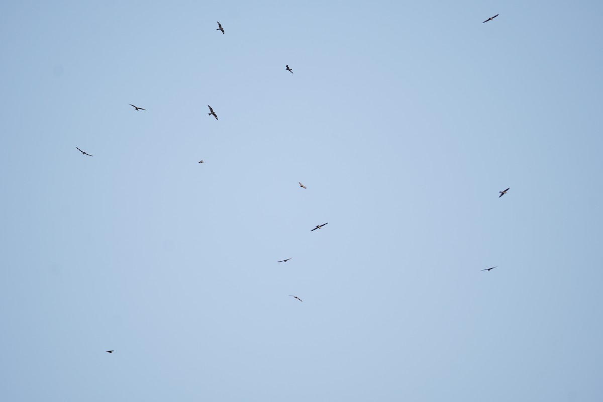 Common Nighthawk - ML641405100